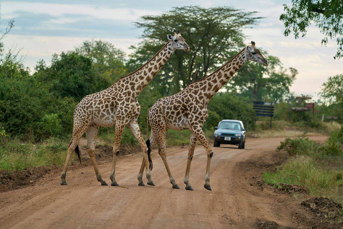 Safari-style animal park drive-through experience