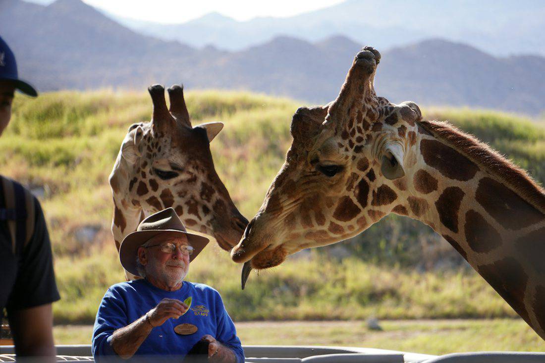 Visitors enjoying a safari-style animal park