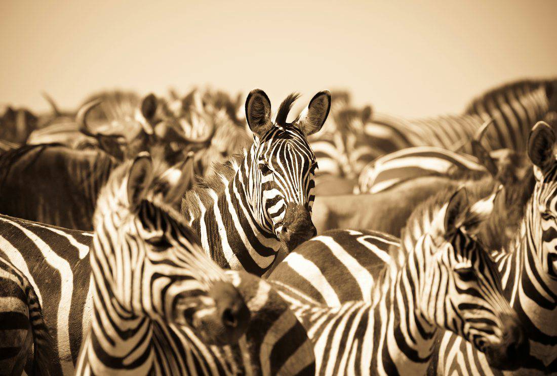 Zebras at a safari-style animal park