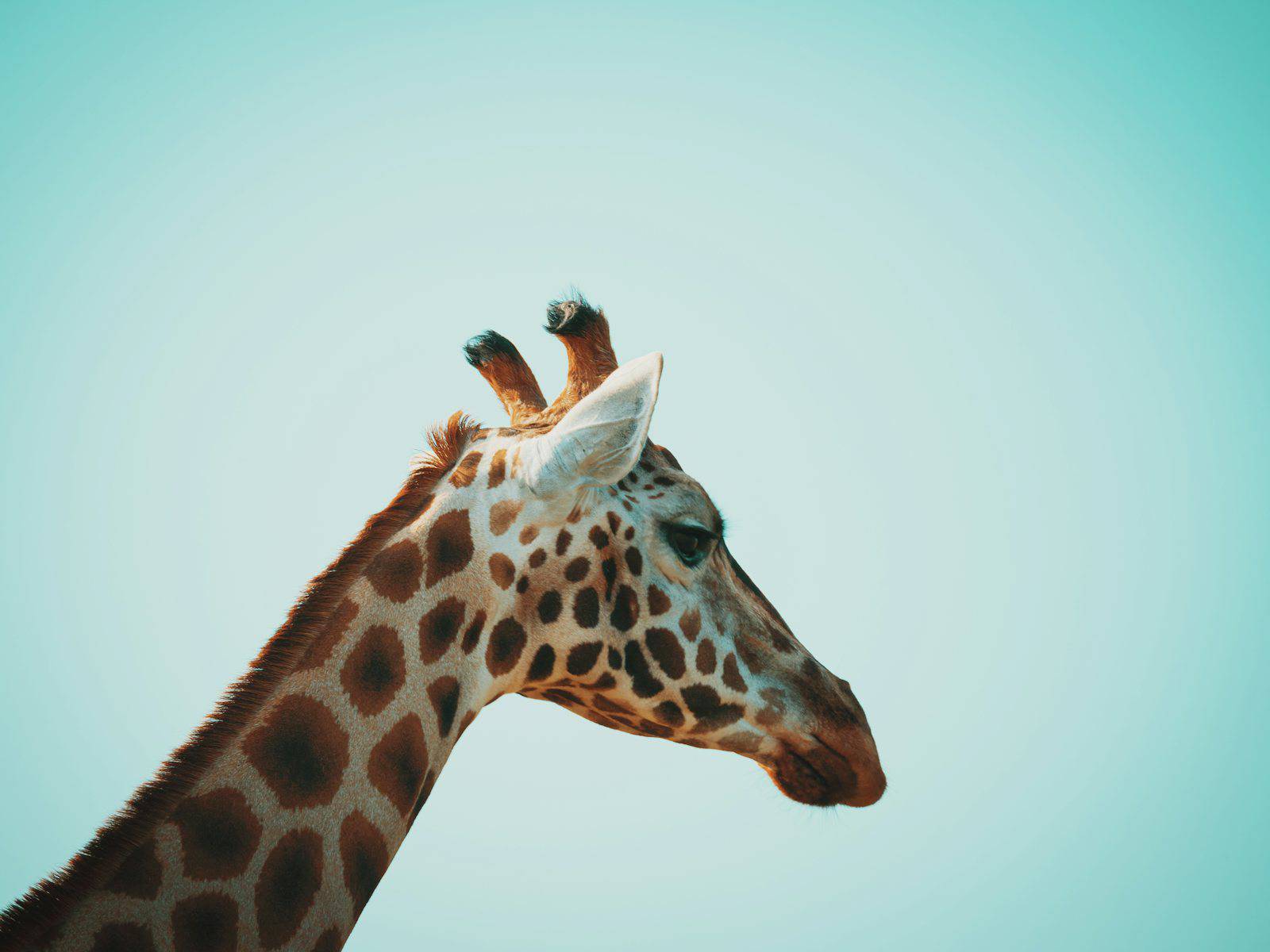 Giraffe at a safari-style animal park