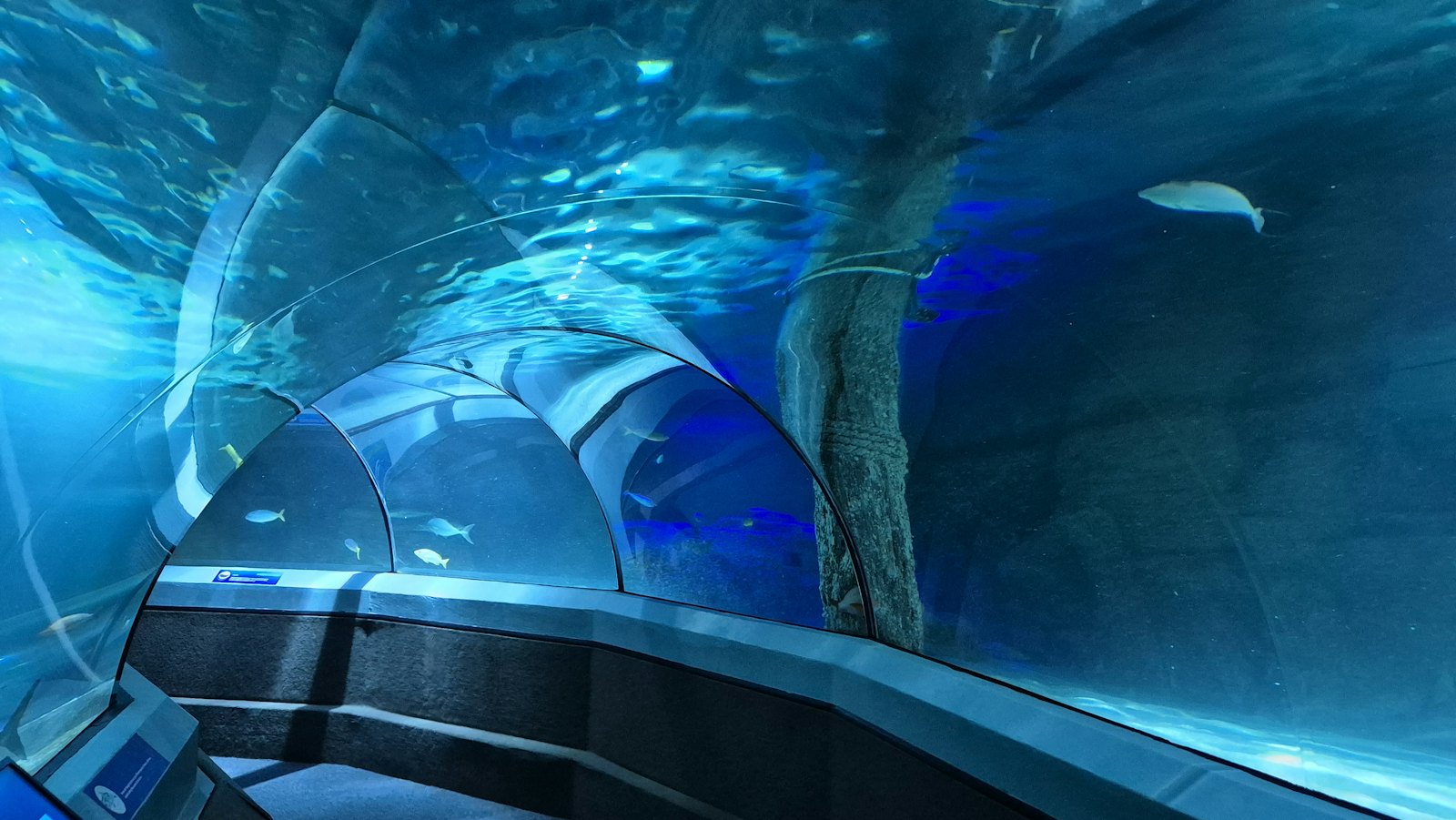 An underwater aquarium tunnel with fish swimming overhead